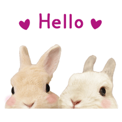 Bunny photo sticker 2 (English ver.)