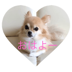 Chihuahuakun