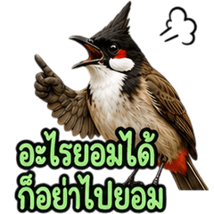 Adorable Red-whiskered bulbul V.4