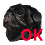 blackpug goma 3
