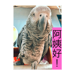 立川店鳥-火力全開版