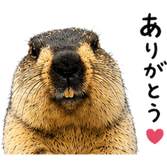 谢谢　土拨鼠