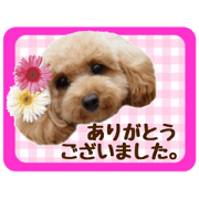 Toypoo Coco Lovely 2