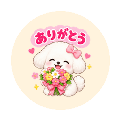 Fuwari Bichon Gentle Feelings