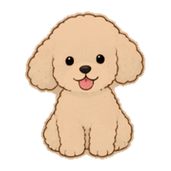 My Toy Poodle | Cream
