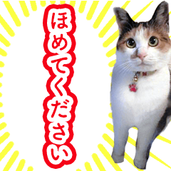 Japanease Tortoiseshell cat Kinako