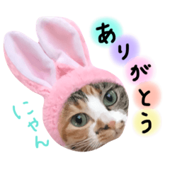 mikeneko no ringochan