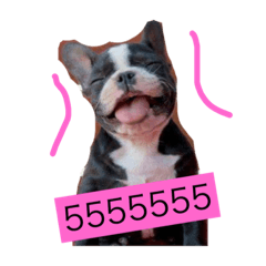 Hello dog2018