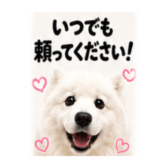 Office Samoyed Cares for the Boss