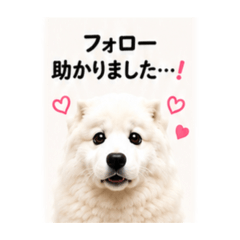 Samoyed Apologies at Work