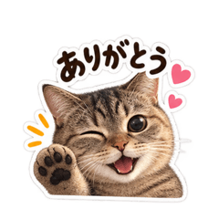 Yukiko Kitayama_20260829065139