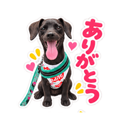 My dog HOTARU