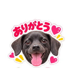 My dog HATARU vol.2