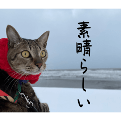 mochimihi_20260830140852