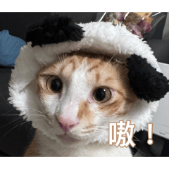 謝咪咪常用版