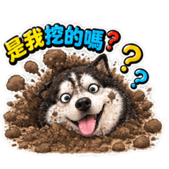 陽光小靚女：哈士奇胖哥爆笑日常第九彈