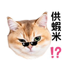 網紅貓比比