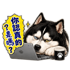 陽光小靚女：哈士奇胖哥爆笑日常第十彈