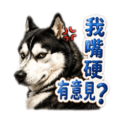 陽光小靚女：哈士奇胖哥就是嘴硬王