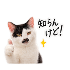 Hokkori Neko Cappuccino_20260829151754