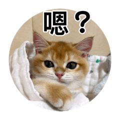 我係Haru