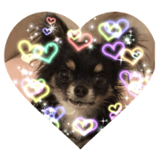 Chihuahua mame 1