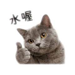 Mii你隨時用