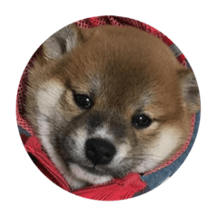 shibakensisimaru