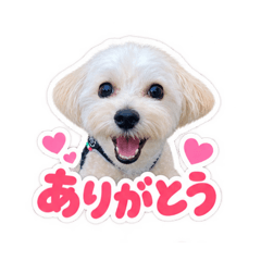 Sonakun, the Maltipoo