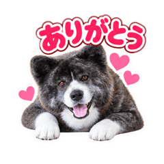 hachi_20260828190404