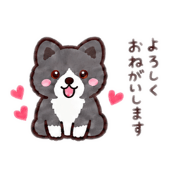 hachi_20260828204942