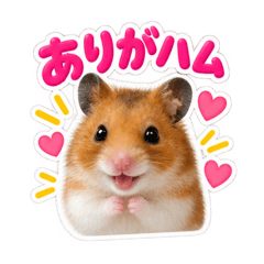 Our Beloved Hamster Stickers