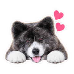 hachi_20260828190055