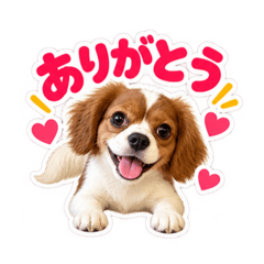 hachi_20260829072936