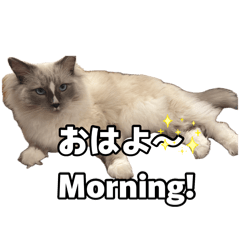 Nekoco_20260829202622