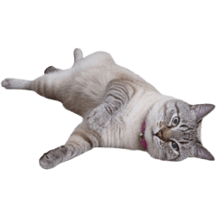 Bell Senpai's Lazy Days