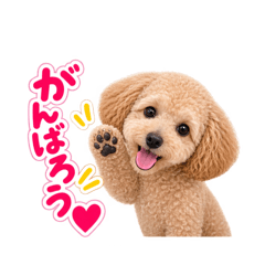 dojototama_20260829202953