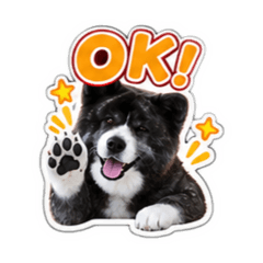 hachi_20260829210646