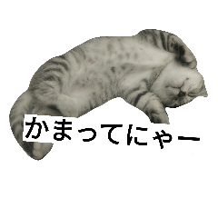 Cat Hisui Part1