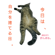 sukima&maguro(cat)2