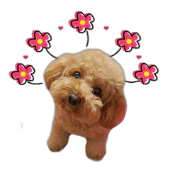 3.8kg Red Poodle Nini Lin