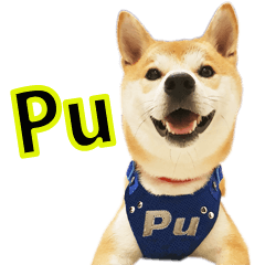 Shiba_Pu (Caring Dog)