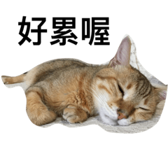 我的小貓咪