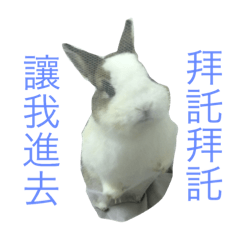 BanBan is a cute Bunny