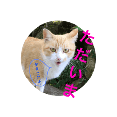 love  cat.