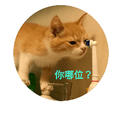 ChaCha Meow 2.0