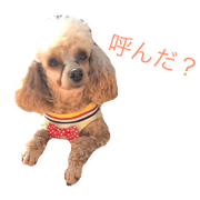 She is just a little dog