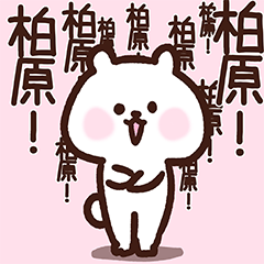 Kashiwabara cute white bear