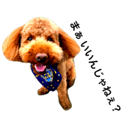Funky Poodles