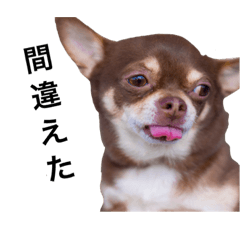 Chihuahua stamp rin